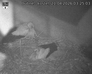 Capi_Dubne_20260421_032503.jpg (1350&nbsp;x&nbsp;1080)