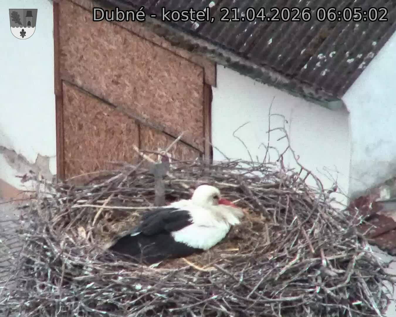 Capi_Dubne_20260421_060502.jpg (1350&nbsp;x&nbsp;1080)