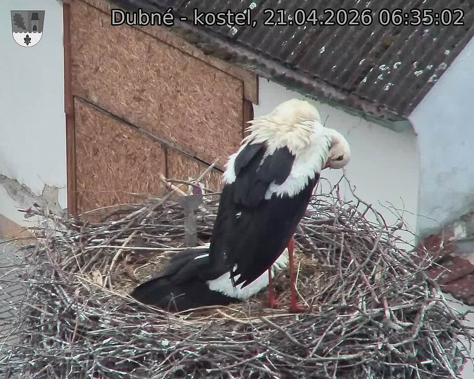 Capi_Dubne_20260421_063502.jpg (1350&nbsp;x&nbsp;1080)