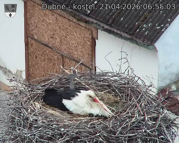 Capi_Dubne_20260421_065503.jpg (1350&nbsp;x&nbsp;1080)