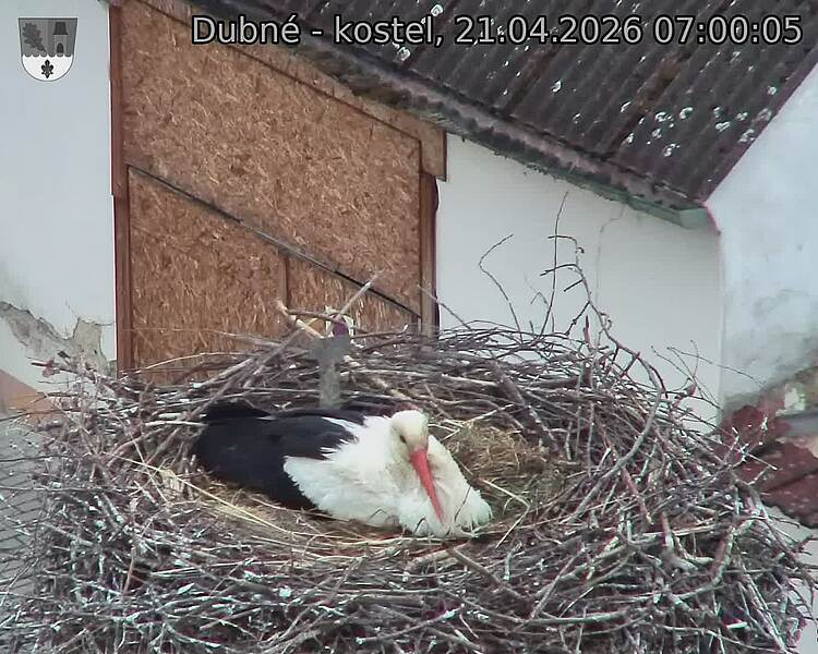 Capi_Dubne_20260421_070005.jpg (1350&nbsp;x&nbsp;1080)