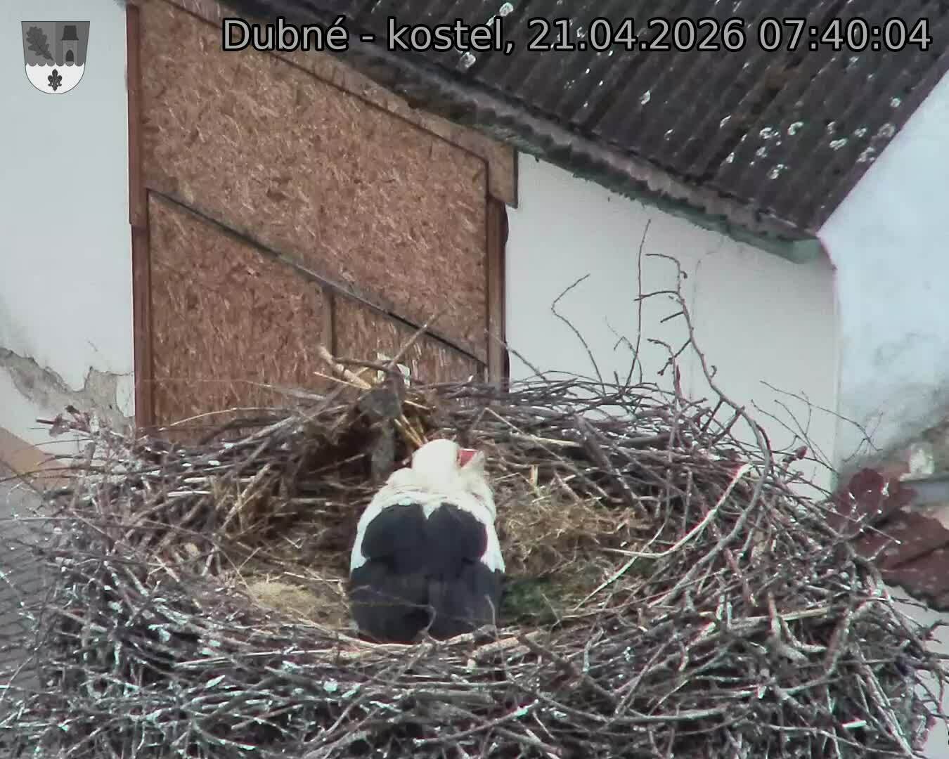 Capi_Dubne_20260421_074004.jpg (1350&nbsp;x&nbsp;1080)