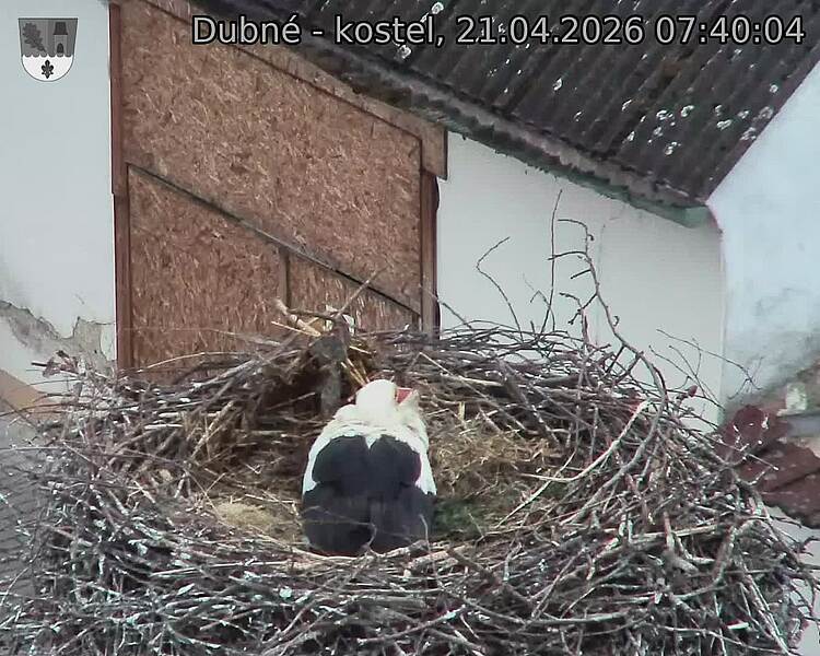 Capi_Dubne_20260421_074004.jpg (1350&nbsp;x&nbsp;1080)