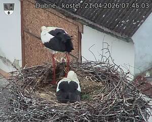 Capi_Dubne_20260421_074503.jpg (1350&nbsp;x&nbsp;1080)