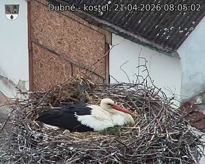 Capi_Dubne_20260421_080502.jpg (1350&nbsp;x&nbsp;1080)