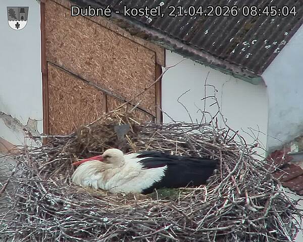 Capi_Dubne_20260421_084504.jpg (1350&nbsp;x&nbsp;1080)