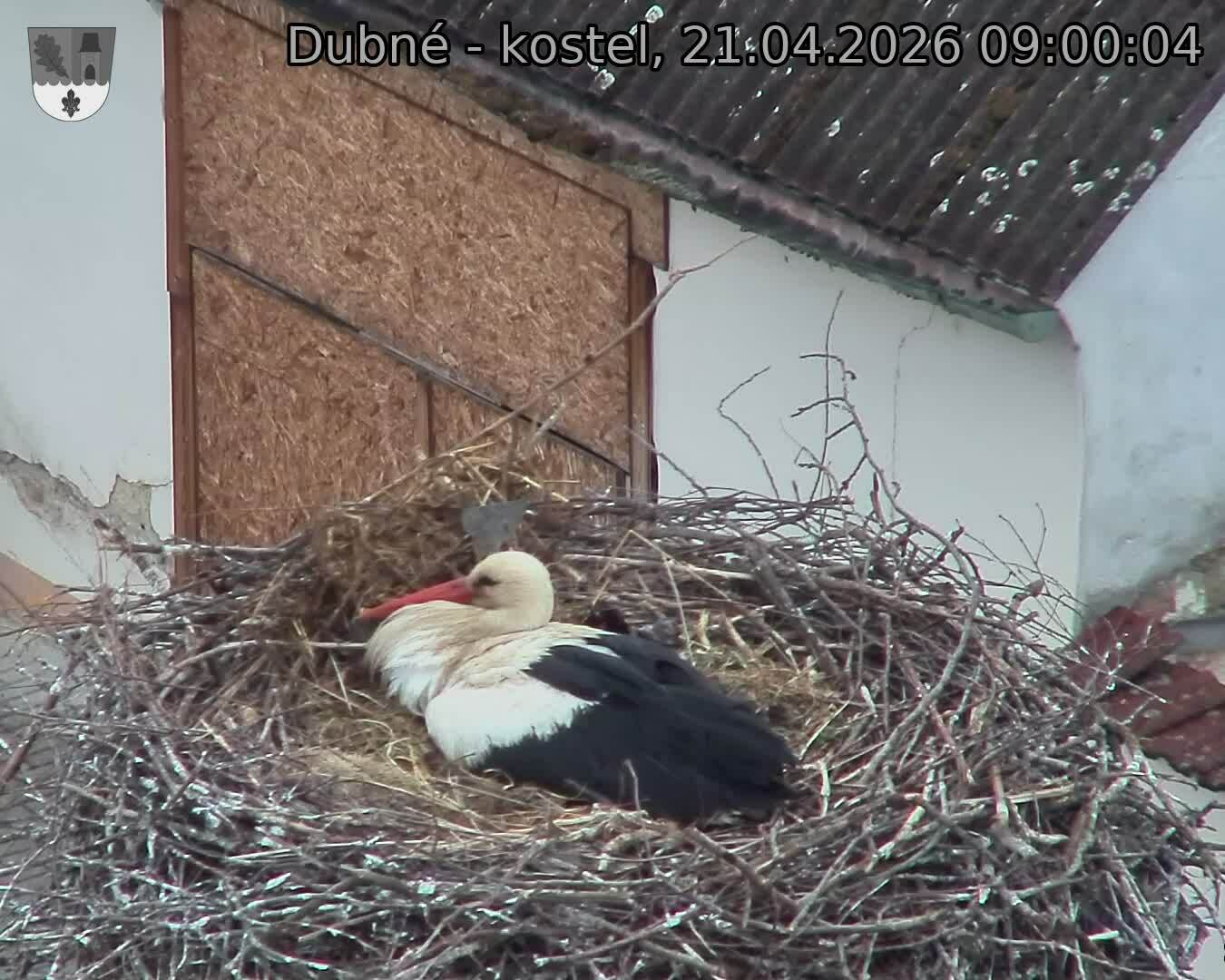 Capi_Dubne_20260421_090004.jpg (1350&nbsp;x&nbsp;1080)