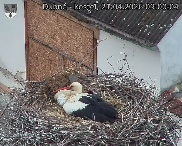 Capi_Dubne_20260421_090004.jpg (1350&nbsp;x&nbsp;1080)