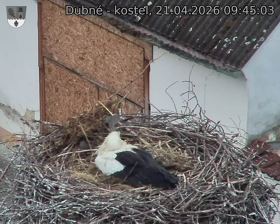 Capi_Dubne_20260421_094503.jpg (1350&nbsp;x&nbsp;1080)