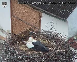 Capi_Dubne_20260421_102003.jpg (1350&nbsp;x&nbsp;1080)