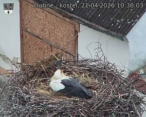 Capi_Dubne_20260421_103003.jpg (1350&nbsp;x&nbsp;1080)