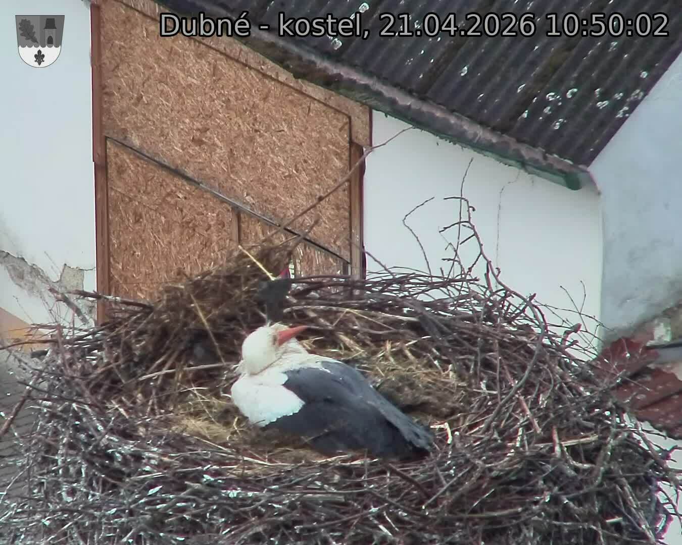 Capi_Dubne_20260421_105002.jpg (1350&nbsp;x&nbsp;1080)