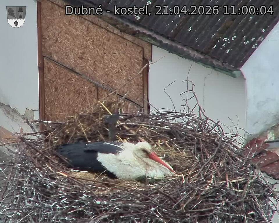 Capi_Dubne_20260421_110004.jpg (1350&nbsp;x&nbsp;1080)