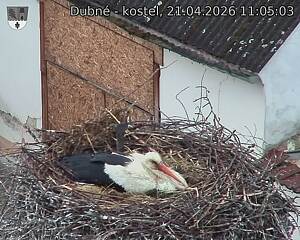 Capi_Dubne_20260421_110503.jpg (1350&nbsp;x&nbsp;1080)