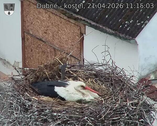 Capi_Dubne_20260421_111503.jpg (1350&nbsp;x&nbsp;1080)