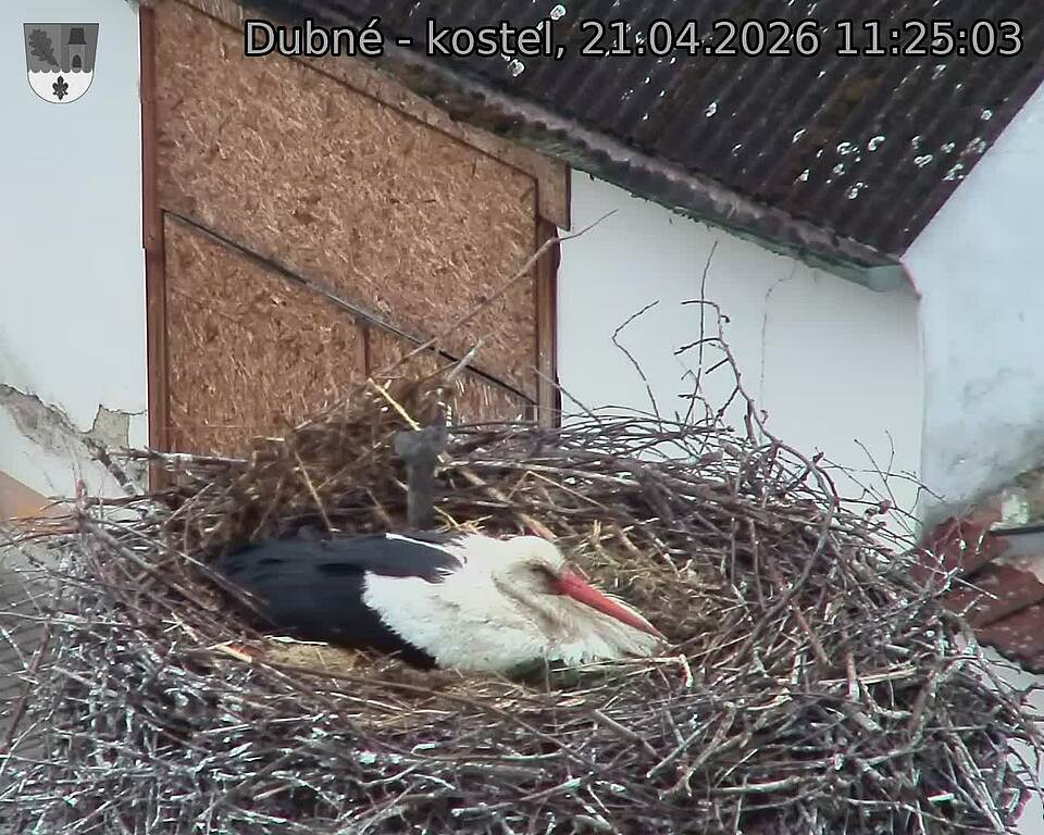 Capi_Dubne_20260421_112503.jpg (1350&nbsp;x&nbsp;1080)