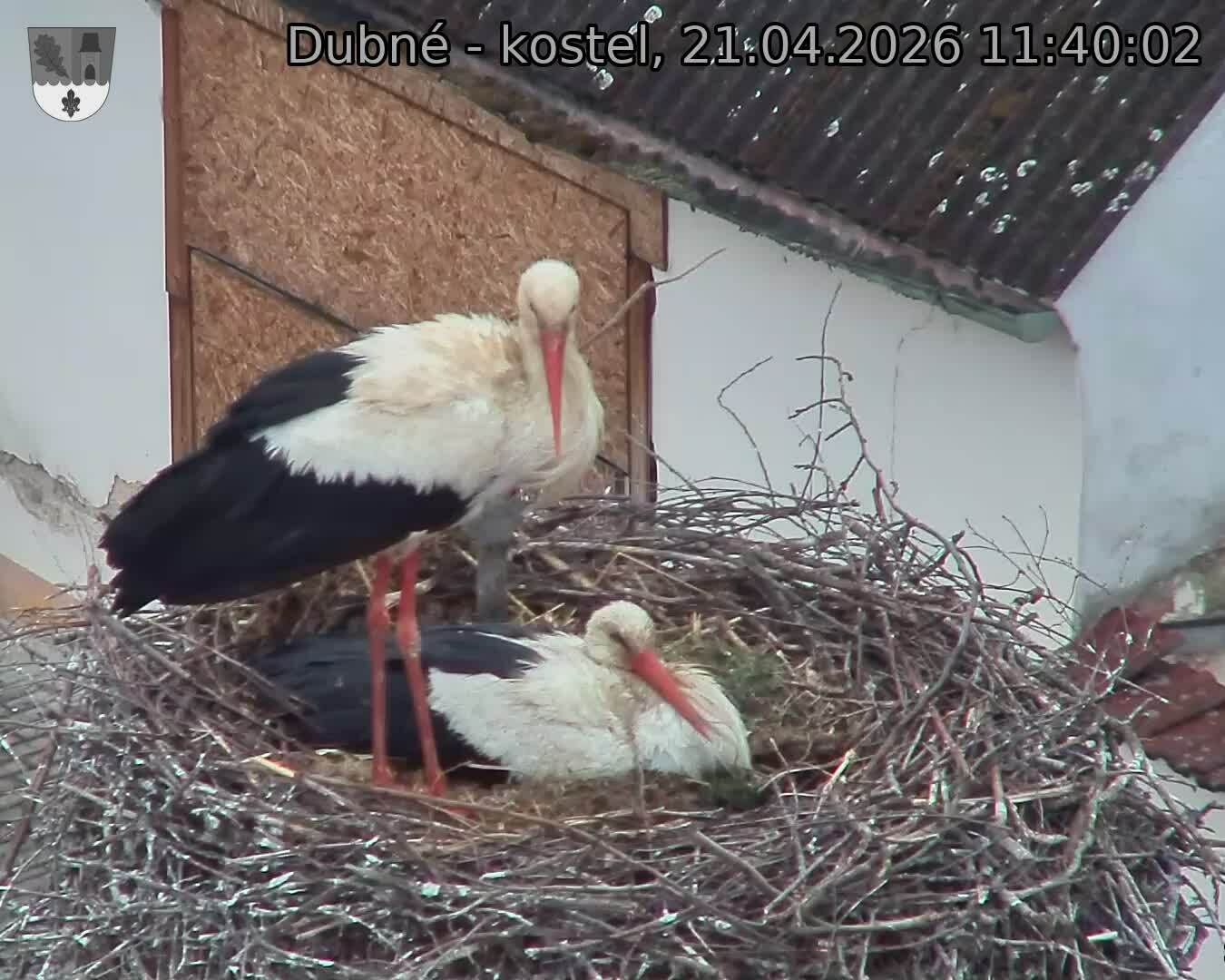 Capi_Dubne_20260421_114002.jpg (1350&nbsp;x&nbsp;1080)