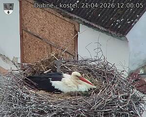 Capi_Dubne_20260421_120005.jpg (1350&nbsp;x&nbsp;1080)