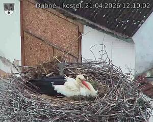 Capi_Dubne_20260421_121002.jpg (1350&nbsp;x&nbsp;1080)