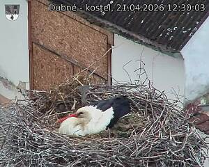 Capi_Dubne_20260421_123003.jpg (1350&nbsp;x&nbsp;1080)