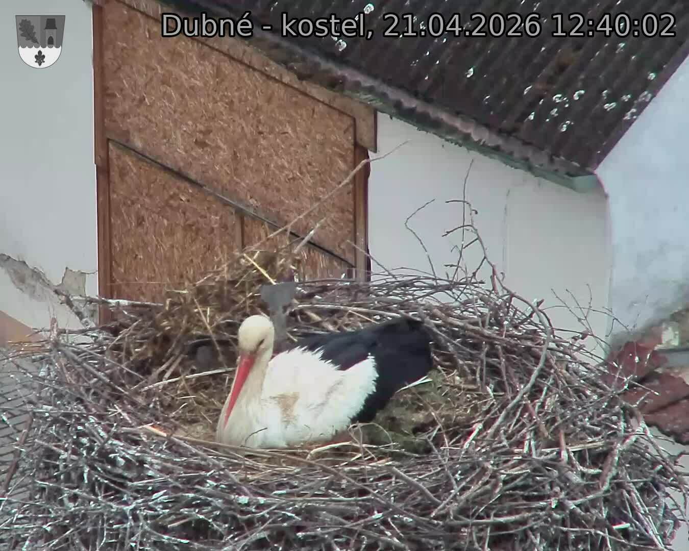 Capi_Dubne_20260421_124002.jpg (1350&nbsp;x&nbsp;1080)