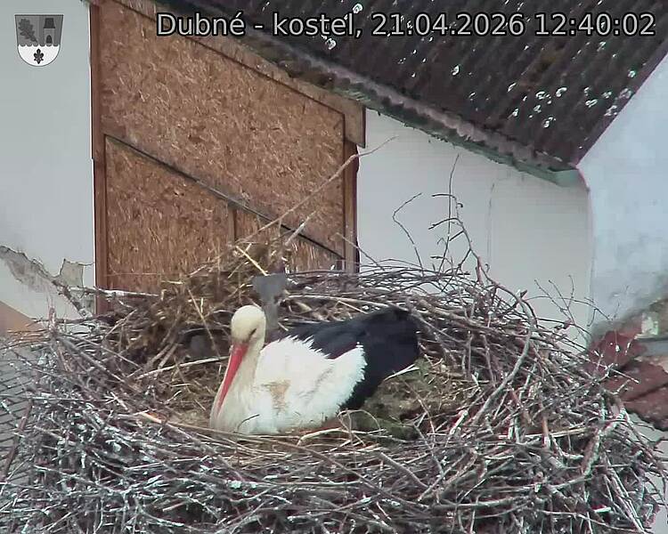 Capi_Dubne_20260421_124002.jpg (1350&nbsp;x&nbsp;1080)