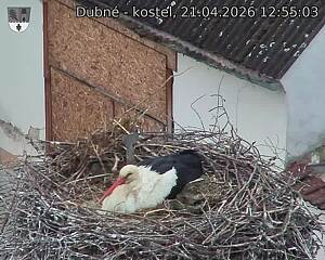 Capi_Dubne_20260421_125503.jpg (1350&nbsp;x&nbsp;1080)