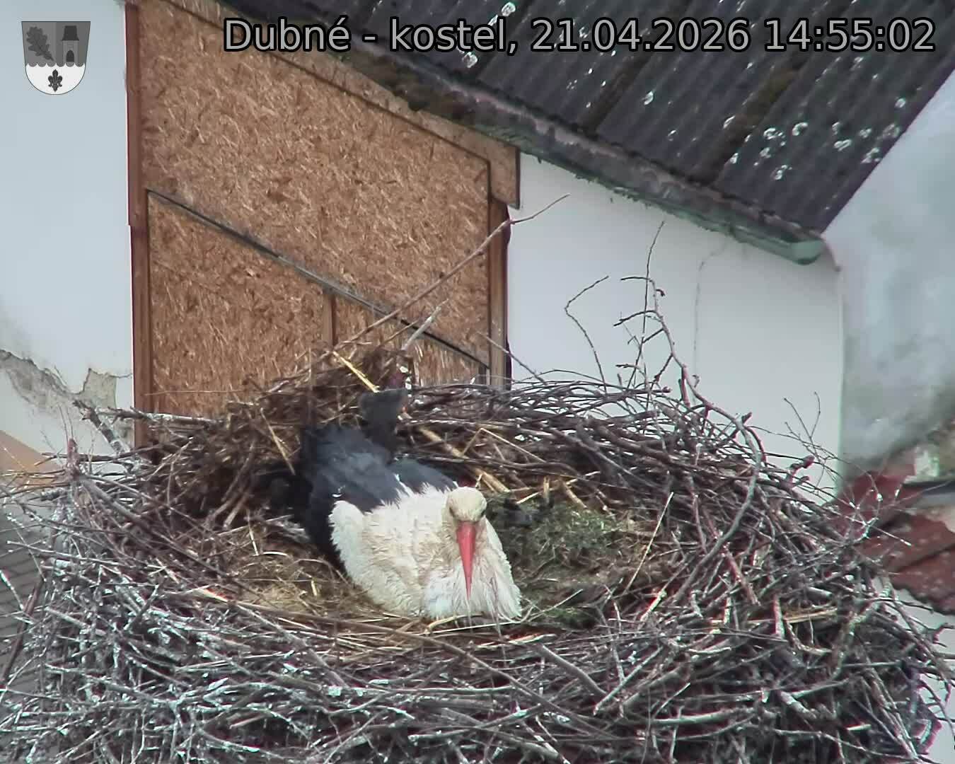 Capi_Dubne_20260421_145502.jpg (1350&nbsp;x&nbsp;1080)