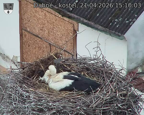 Capi_Dubne_20260421_151003.jpg (1350&nbsp;x&nbsp;1080)