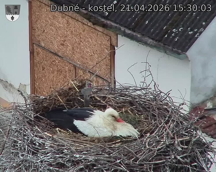 Capi_Dubne_20260421_153003.jpg (1350&nbsp;x&nbsp;1080)