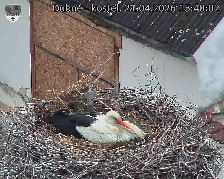 Capi_Dubne_20260421_154002.jpg (1350&nbsp;x&nbsp;1080)