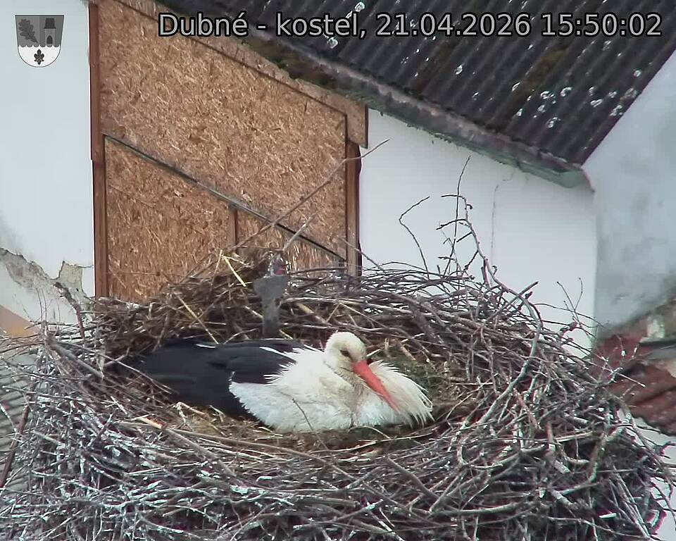 Capi_Dubne_20260421_155002.jpg (1350&nbsp;x&nbsp;1080)