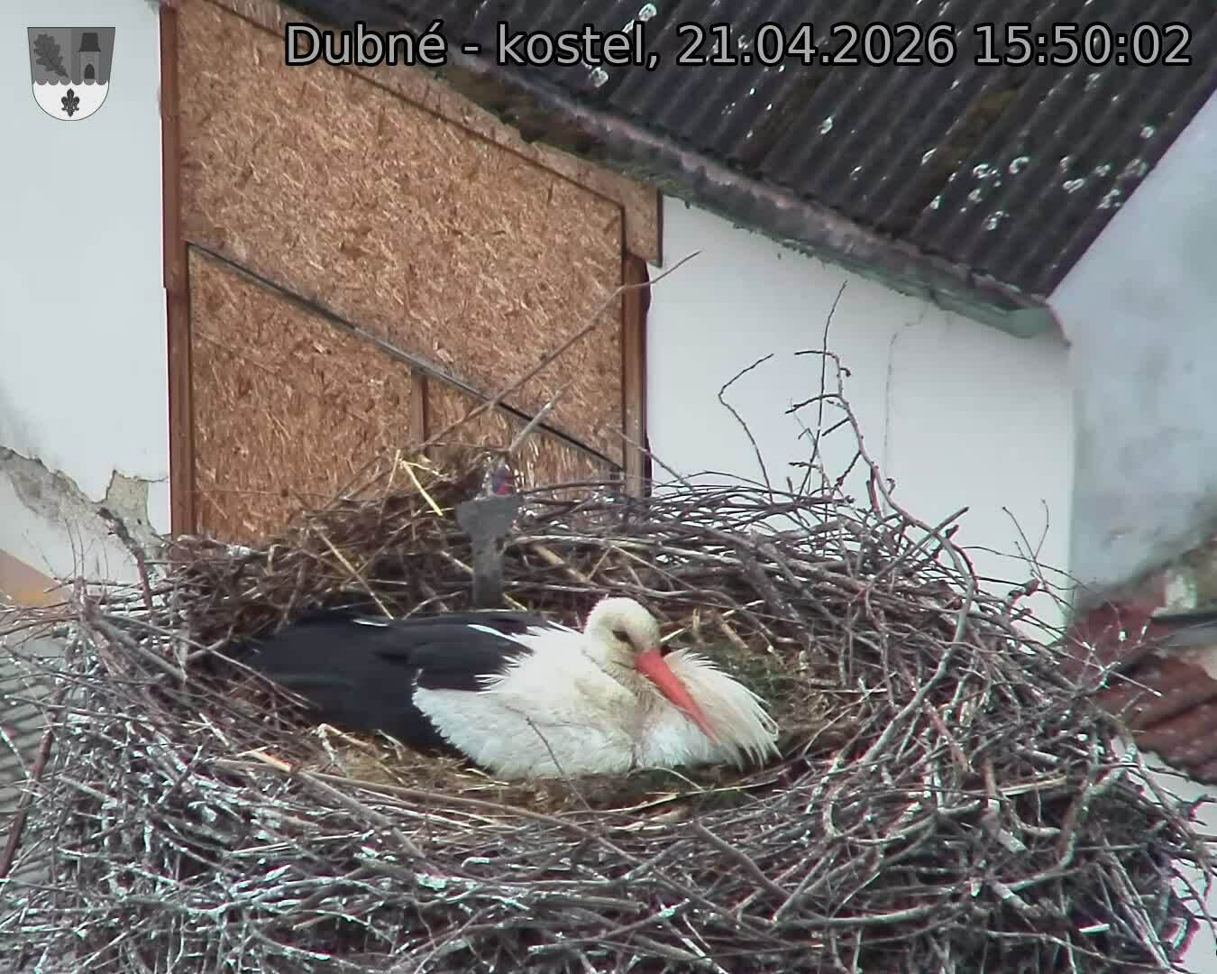 Capi_Dubne_20260421_155002.jpg (1350&nbsp;x&nbsp;1080)