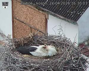 Capi_Dubne_20260421_163003.jpg (1350&nbsp;x&nbsp;1080)