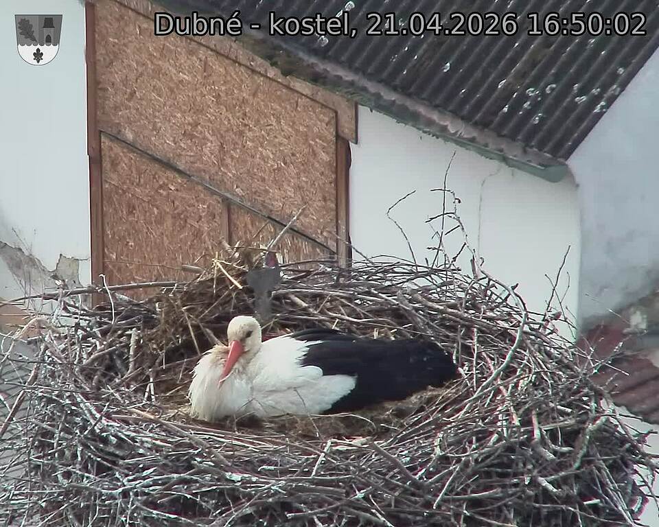 Capi_Dubne_20260421_165002.jpg (1350&nbsp;x&nbsp;1080)