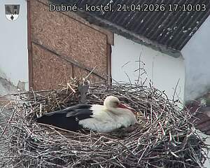 Capi_Dubne_20260421_171003.jpg (1350&nbsp;x&nbsp;1080)