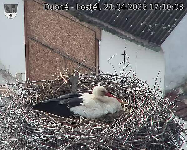 Capi_Dubne_20260421_171003.jpg (1350&nbsp;x&nbsp;1080)