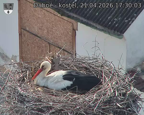 Capi_Dubne_20260421_173004.jpg (1350&nbsp;x&nbsp;1080)