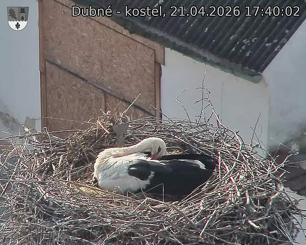 Capi_Dubne_20260421_174002.jpg (1350&nbsp;x&nbsp;1080)