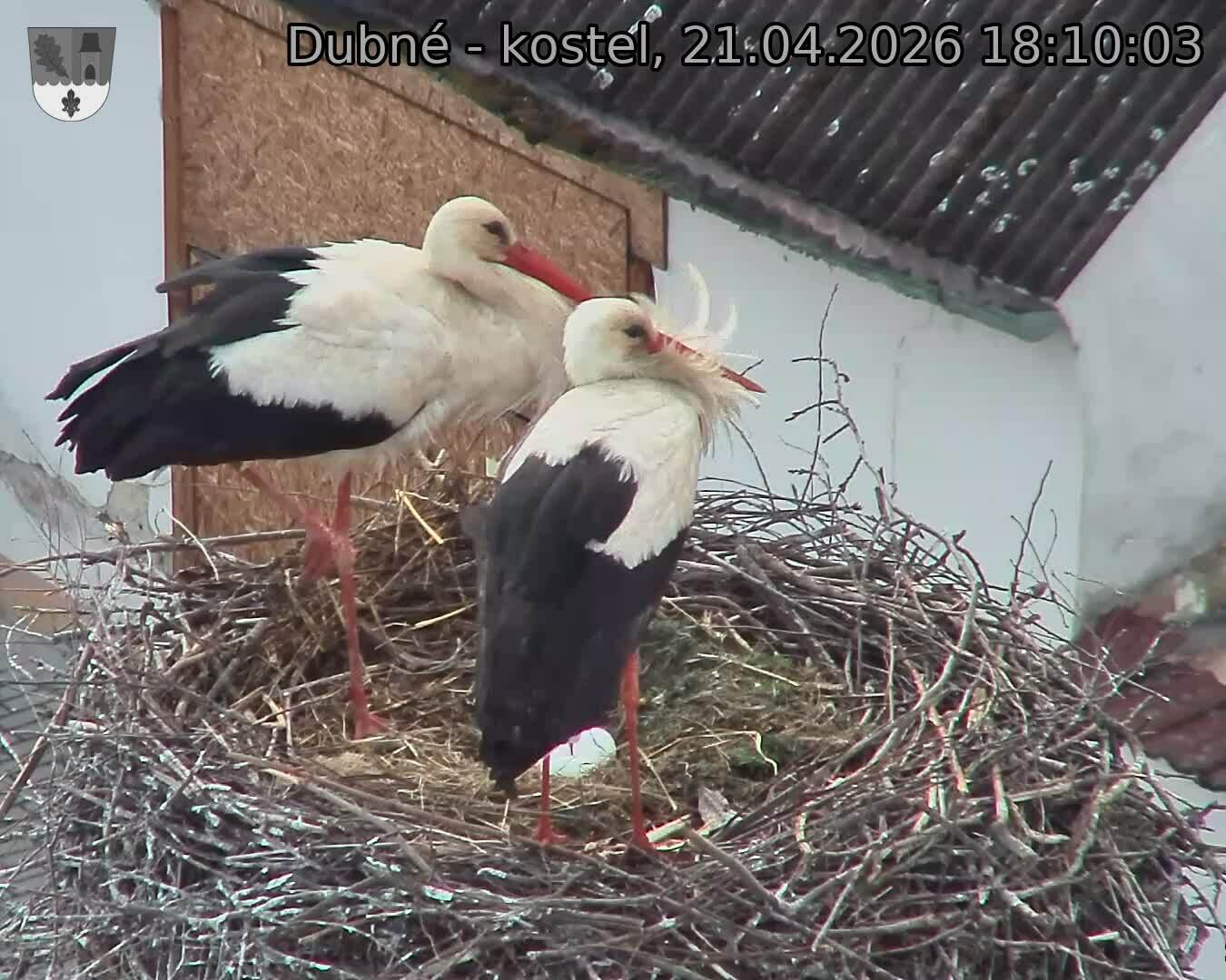 Capi_Dubne_20260421_181003.jpg (1350&nbsp;x&nbsp;1080)