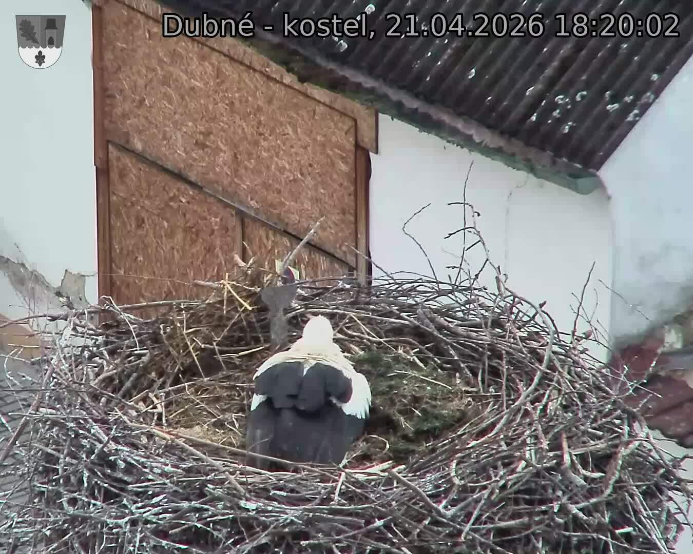 Capi_Dubne_20260421_182002.jpg (1350&nbsp;x&nbsp;1080)