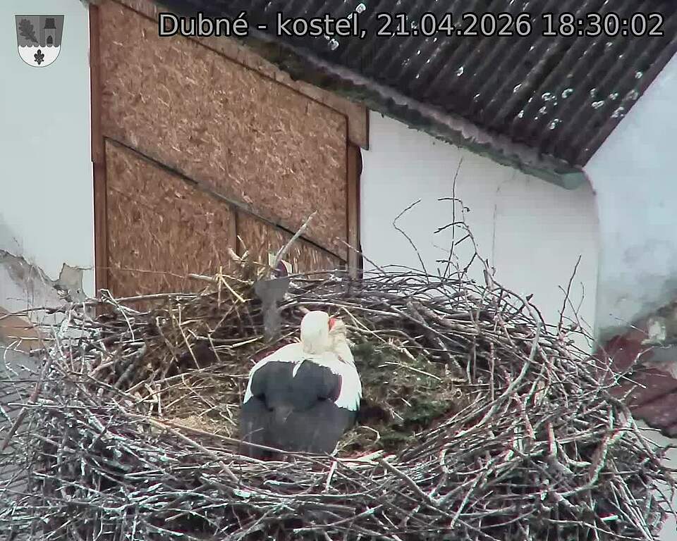 Capi_Dubne_20260421_183002.jpg (1350&nbsp;x&nbsp;1080)