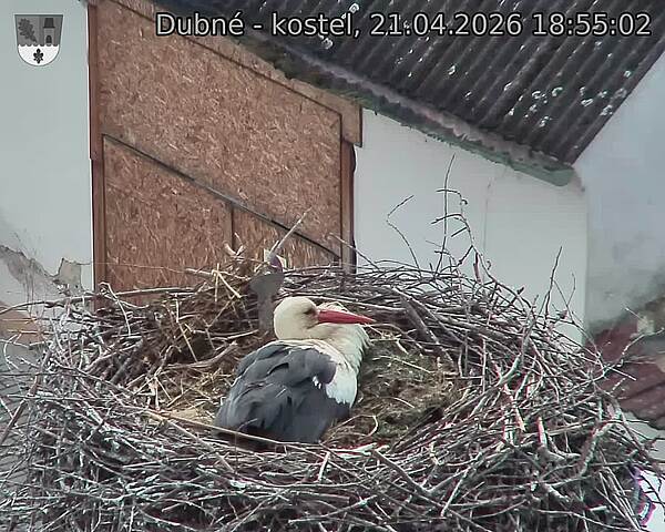 Capi_Dubne_20260421_185502.jpg (1350&nbsp;x&nbsp;1080)