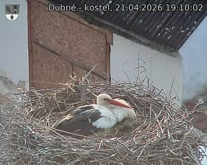 Capi_Dubne_20260421_191002.jpg (1350&nbsp;x&nbsp;1080)