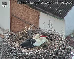 Capi_Dubne_20260421_193002.jpg (1350&nbsp;x&nbsp;1080)