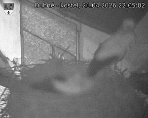 Capi_Dubne_20260421_220502.jpg (1350&nbsp;x&nbsp;1080)