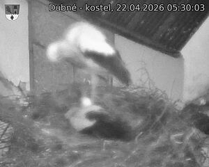 Capi_Dubne_20260422_053003.jpg (1350&nbsp;x&nbsp;1080)