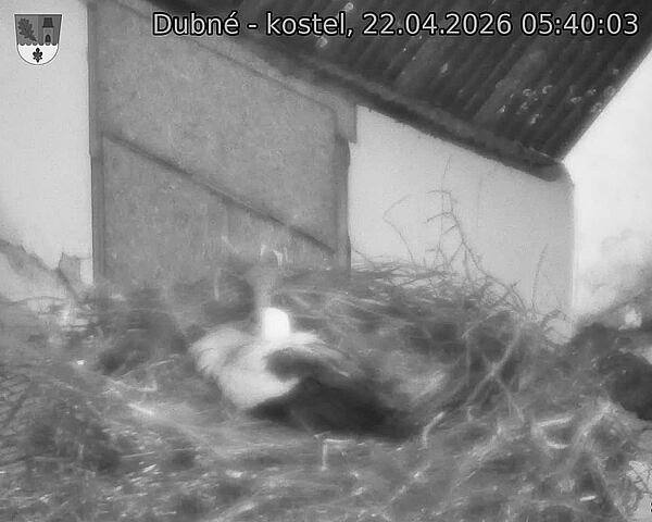 Capi_Dubne_20260422_054003.jpg (1350&nbsp;x&nbsp;1080)