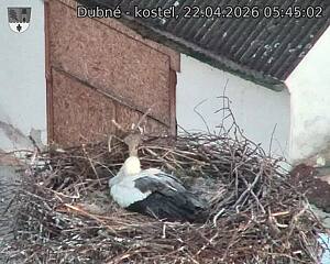 Capi_Dubne_20260422_054502.jpg (1350&nbsp;x&nbsp;1080)