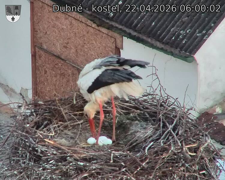 Capi_Dubne_20260422_060002.jpg (1350&nbsp;x&nbsp;1080)